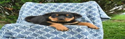Rottweiler dogs for sale: Milo - Ad 2