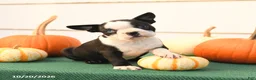 Boston Terrier dogs for sale: Angel - Ad 4