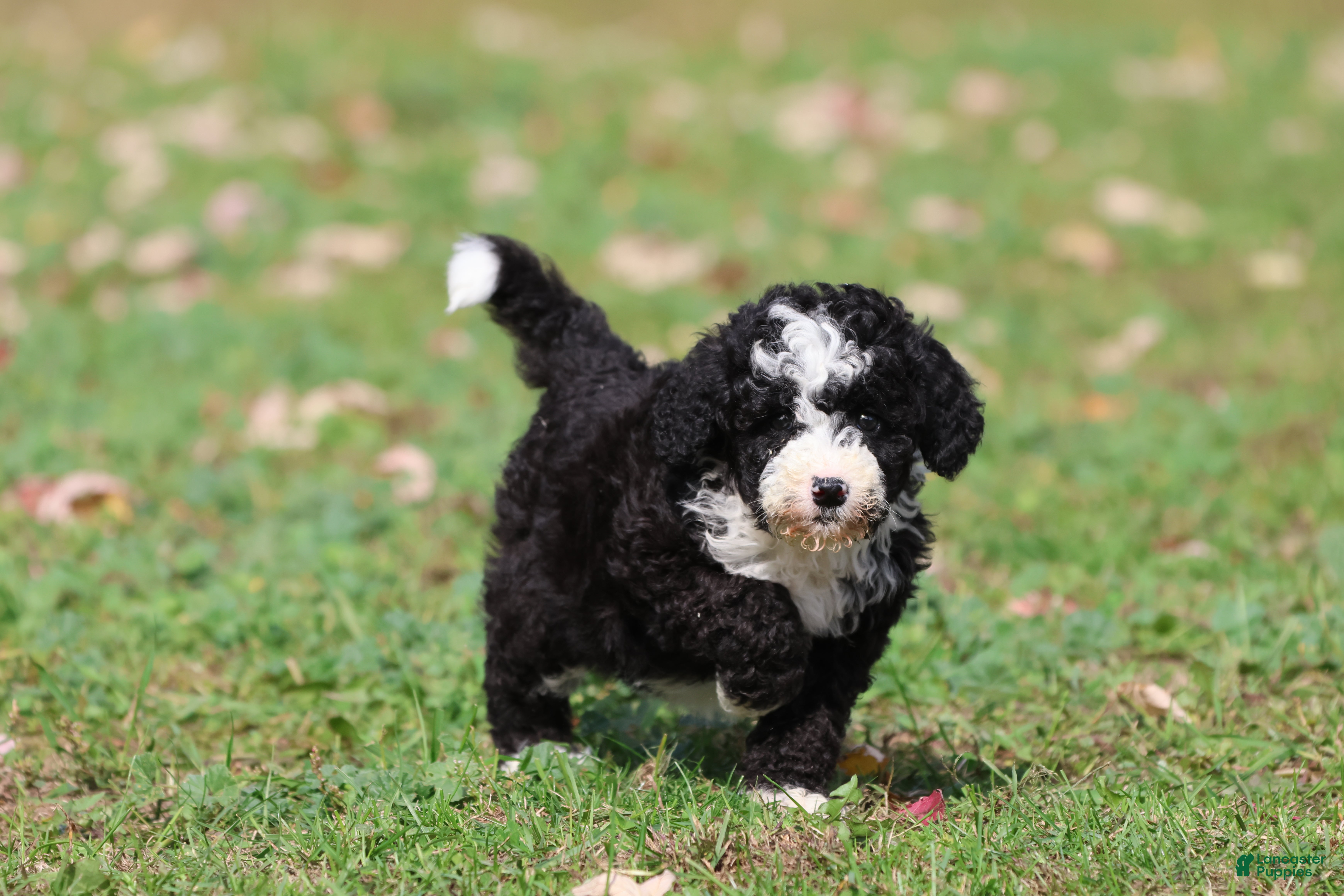 Mini Bernedoodle dogs Snoopy - Ad 2
