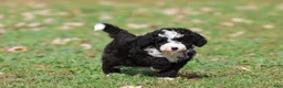 Mini Bernedoodle dogs for sale: Snoopy - Ad 2