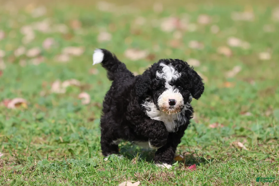 Mini Bernedoodle dogs for sale: Snoopy - Ad 2