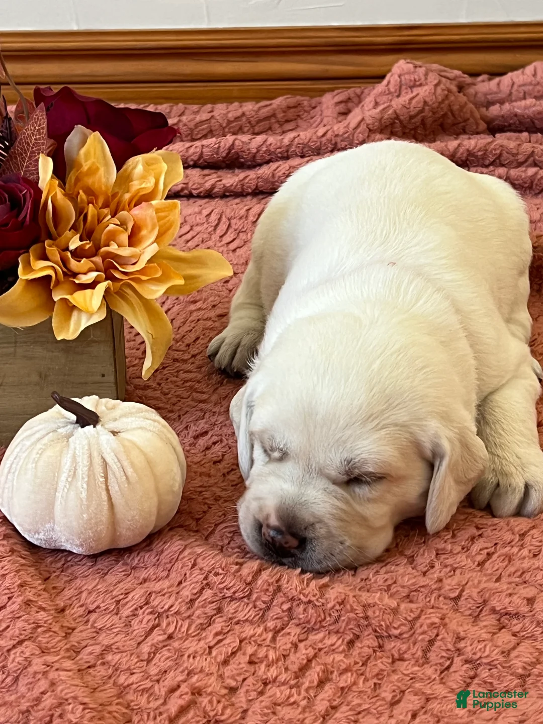 Labrador Retriever dogs for sale: Labrador Retriever 3 - Ad 1