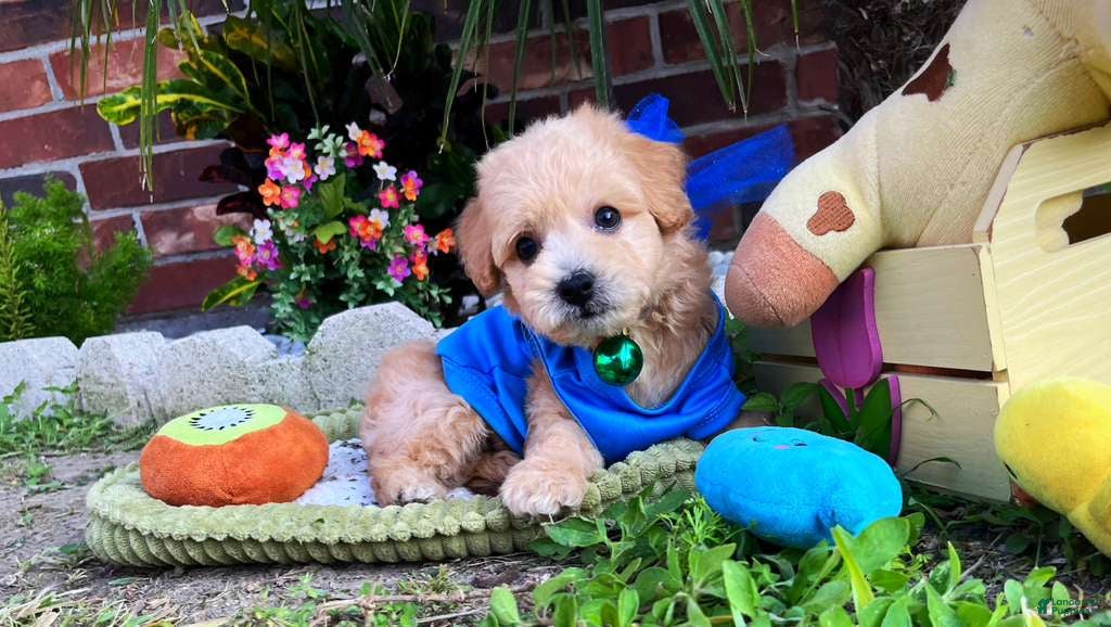 Maltipoo dogs for sale: Gucci - Ad 3