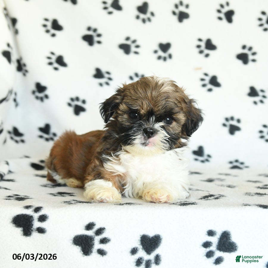 Shih Tzu dogs for sale: Tashi - Ad 3
