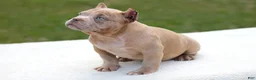 American Bully dogs for sale: Lilac Merle Female - Ad 4