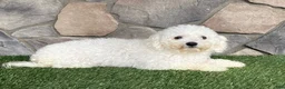 Bichon Frise dogs for sale: AKC-Freddie - Ad 9