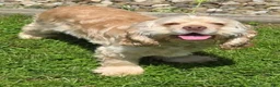 Cocker Spaniel dogs for sale: Teddy - Ad 4