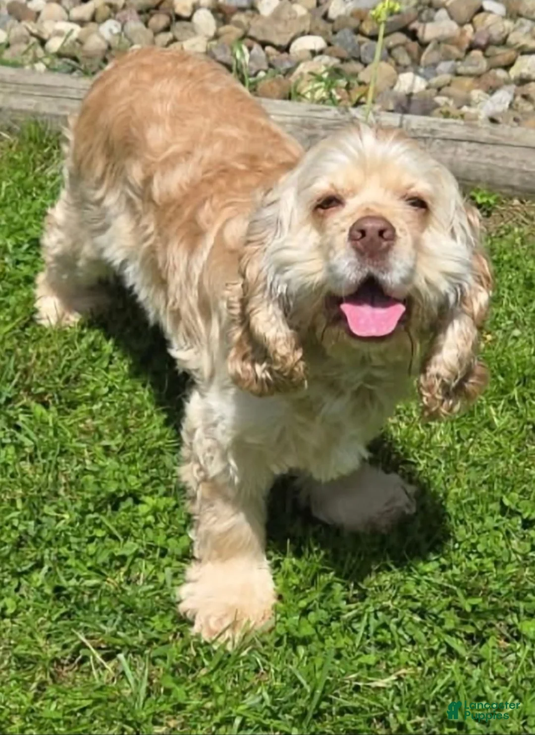 Cocker Spaniel dogs for sale: Teddy - Ad 4