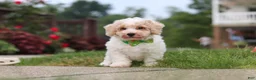 Bichpoo dogs for sale: Benji - Ad 14