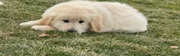 Golden Retriever dogs for sale: Panda - Ad 2