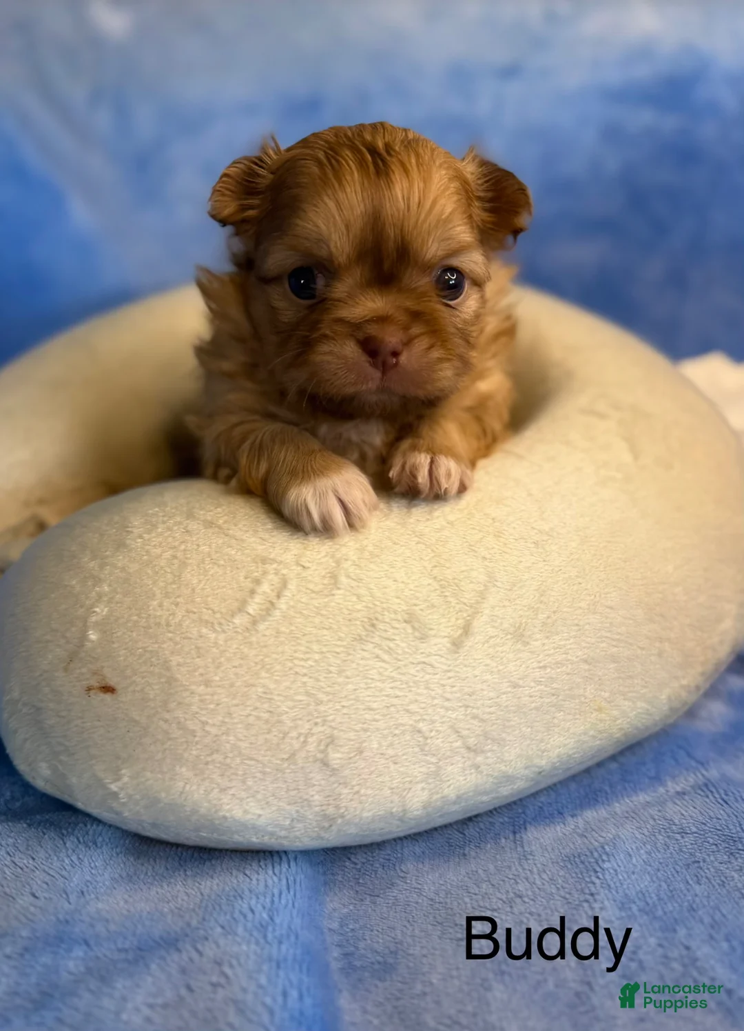 Mixed Breed dogs for sale: Mixed Breed Puppy 2 - Ad 2