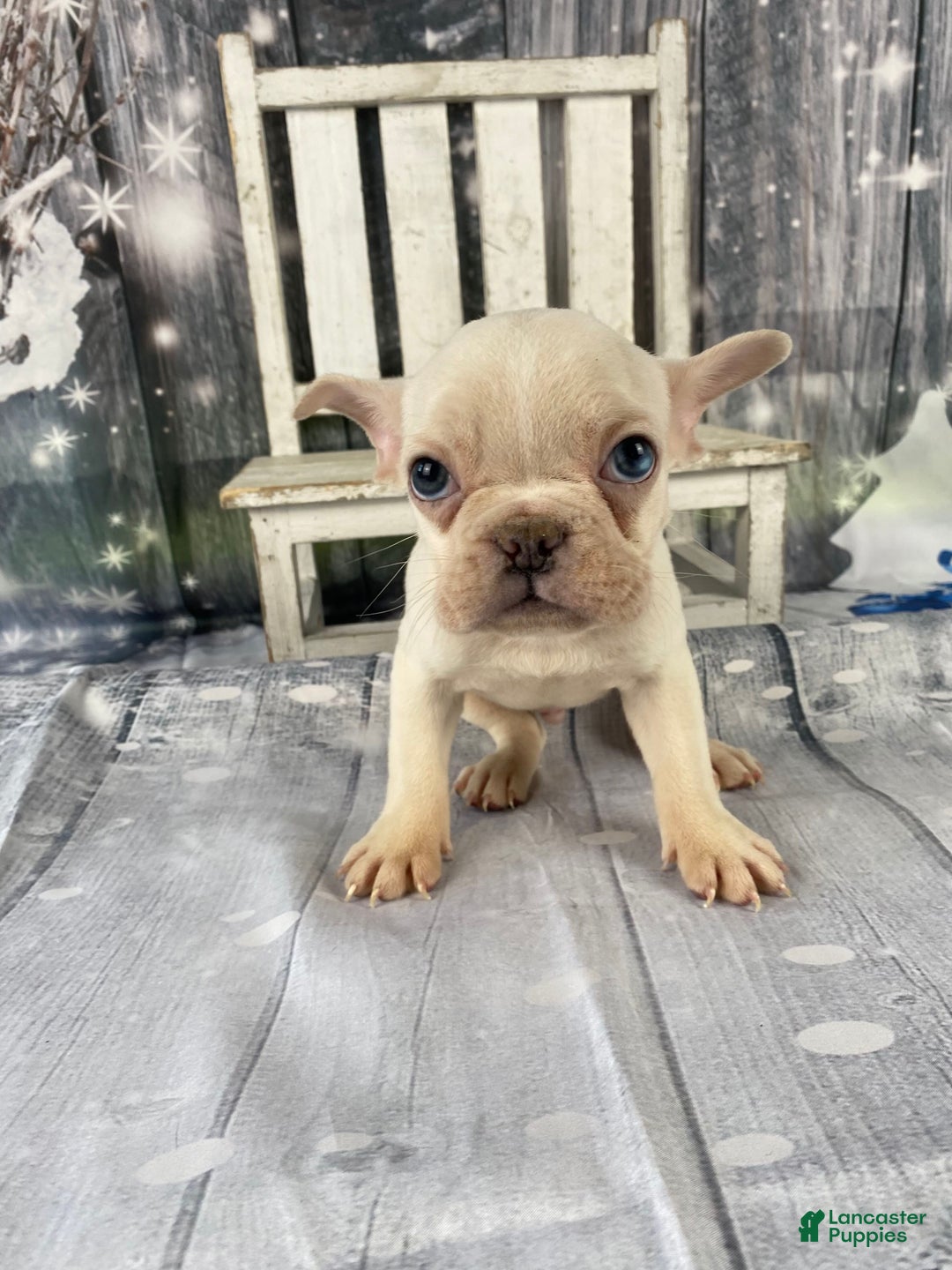 Mixed Breed dogs for sale: Bobby - Ad 6