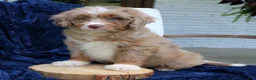 Mini Bernedoodle dogs for sale: Dakota  - Ad 3
