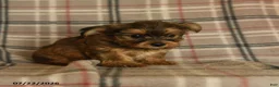 Morkie dogs for sale: Zelda - Ad 5