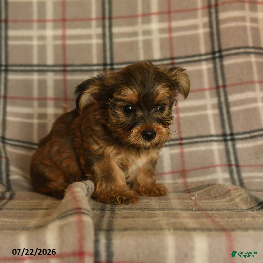 Morkie dogs for sale: Zelda - Ad 5