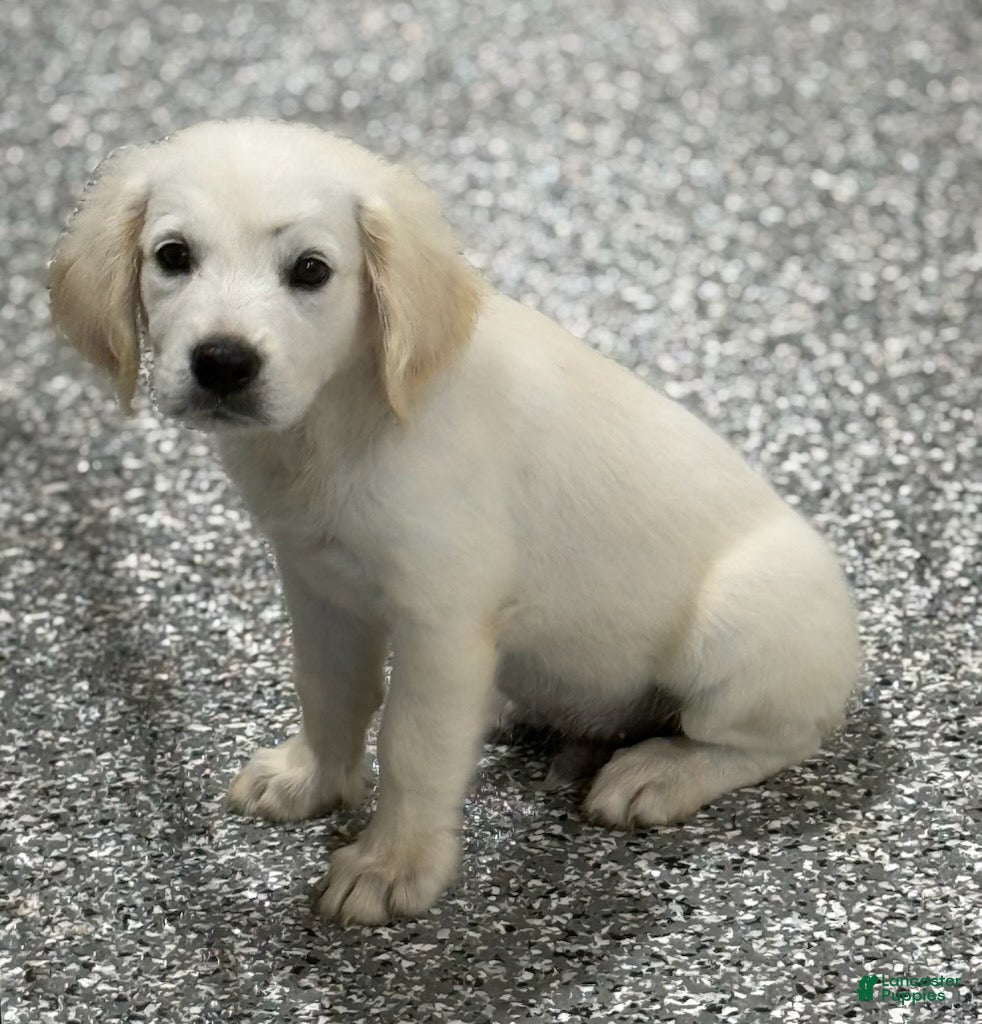 Golden Retriever dogs Milo - Ad 2