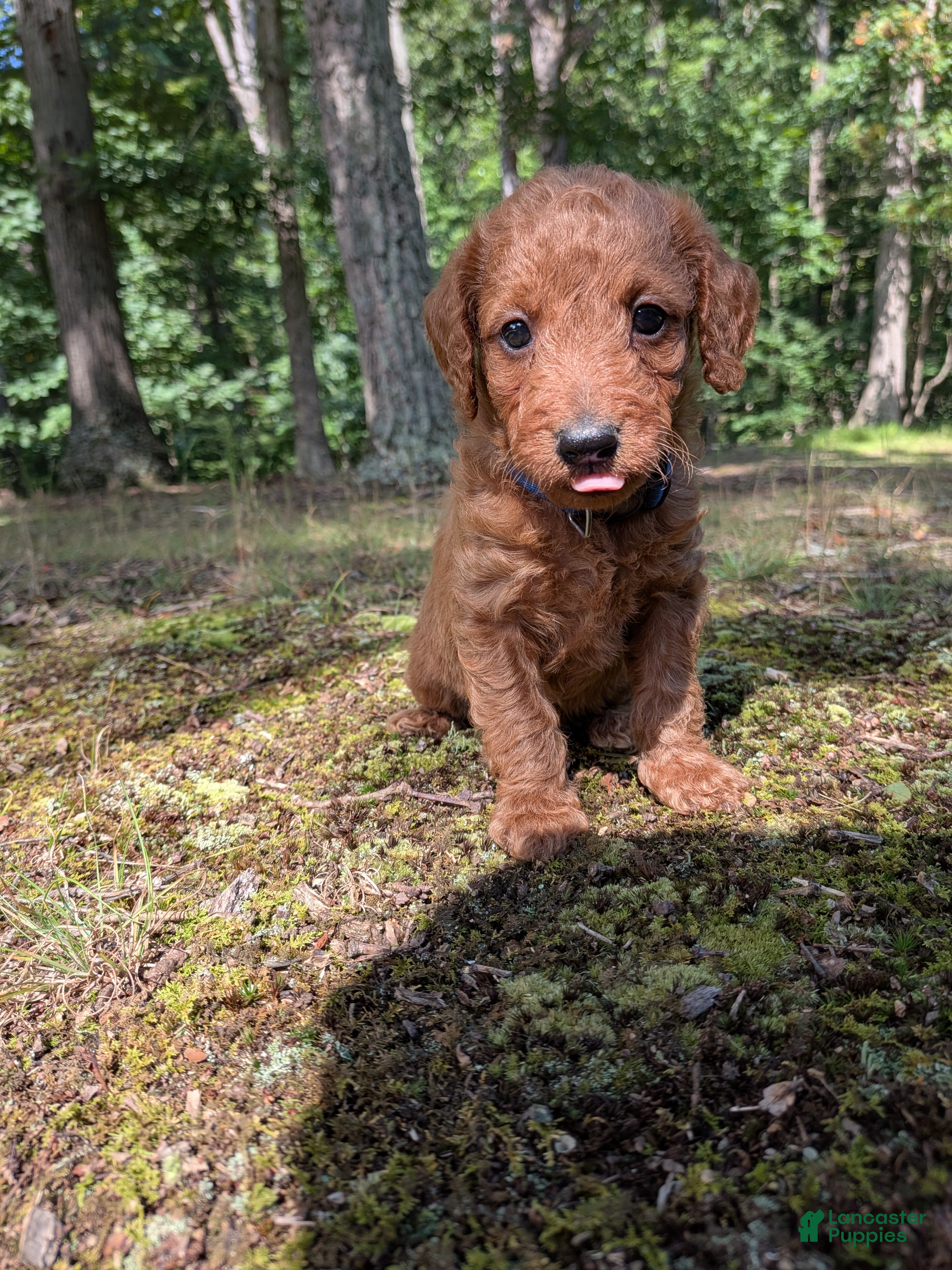 Miniature Labradoodle dogs for sale: Bonnie - Ad 3