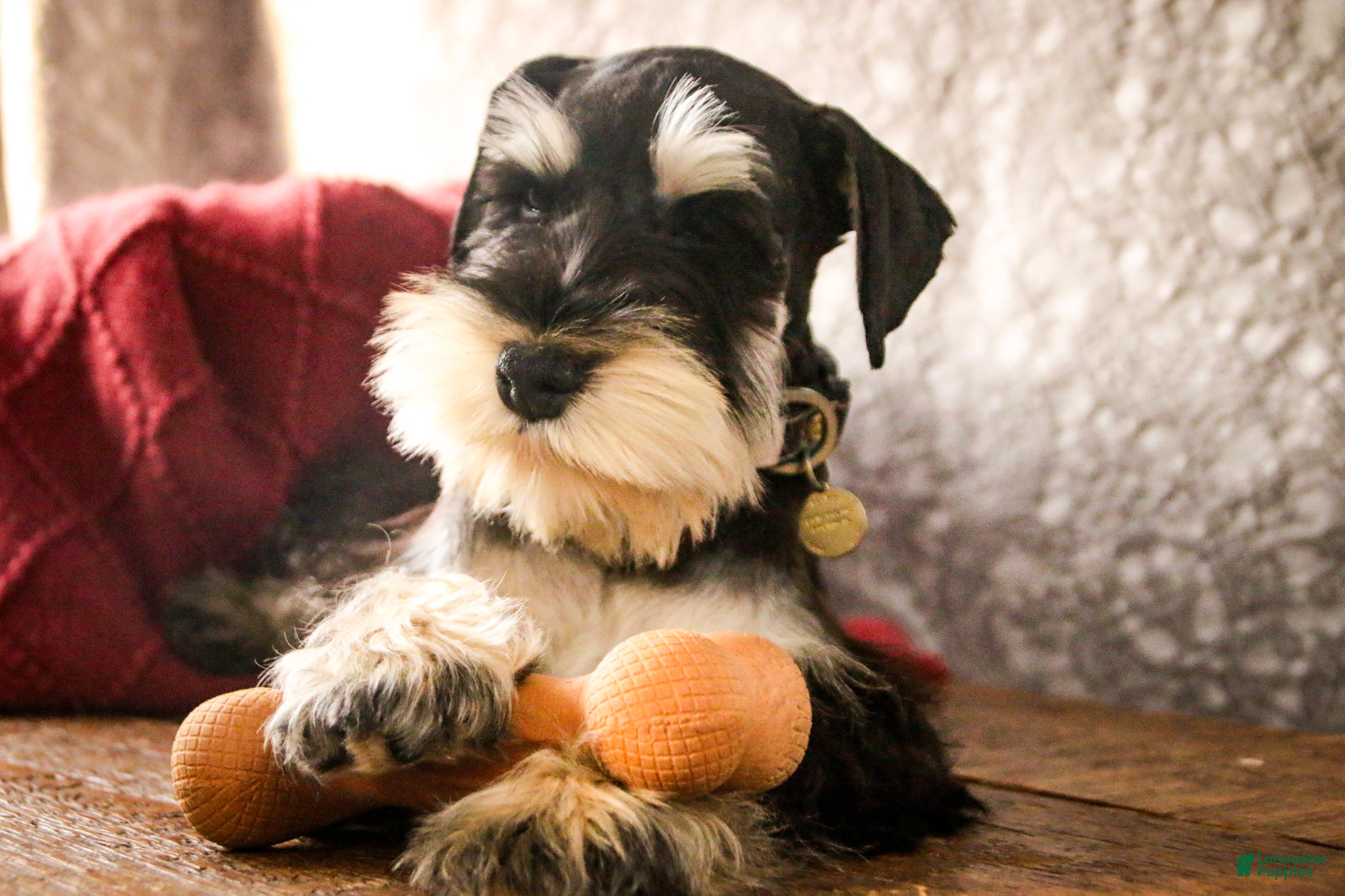 Miniature Schnauzer dogs Antonio - Ad 15