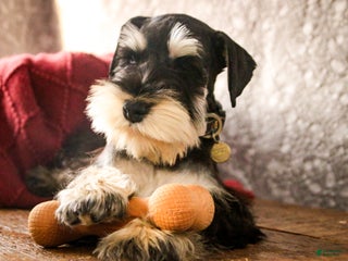 Miniature Schnauzer dogs Antonio - Ad 15