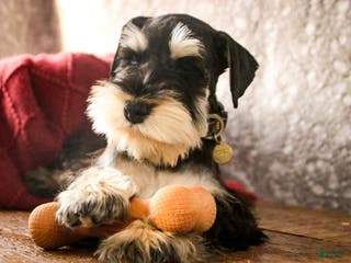 Miniature Schnauzer dogs Antonio - Ad 41