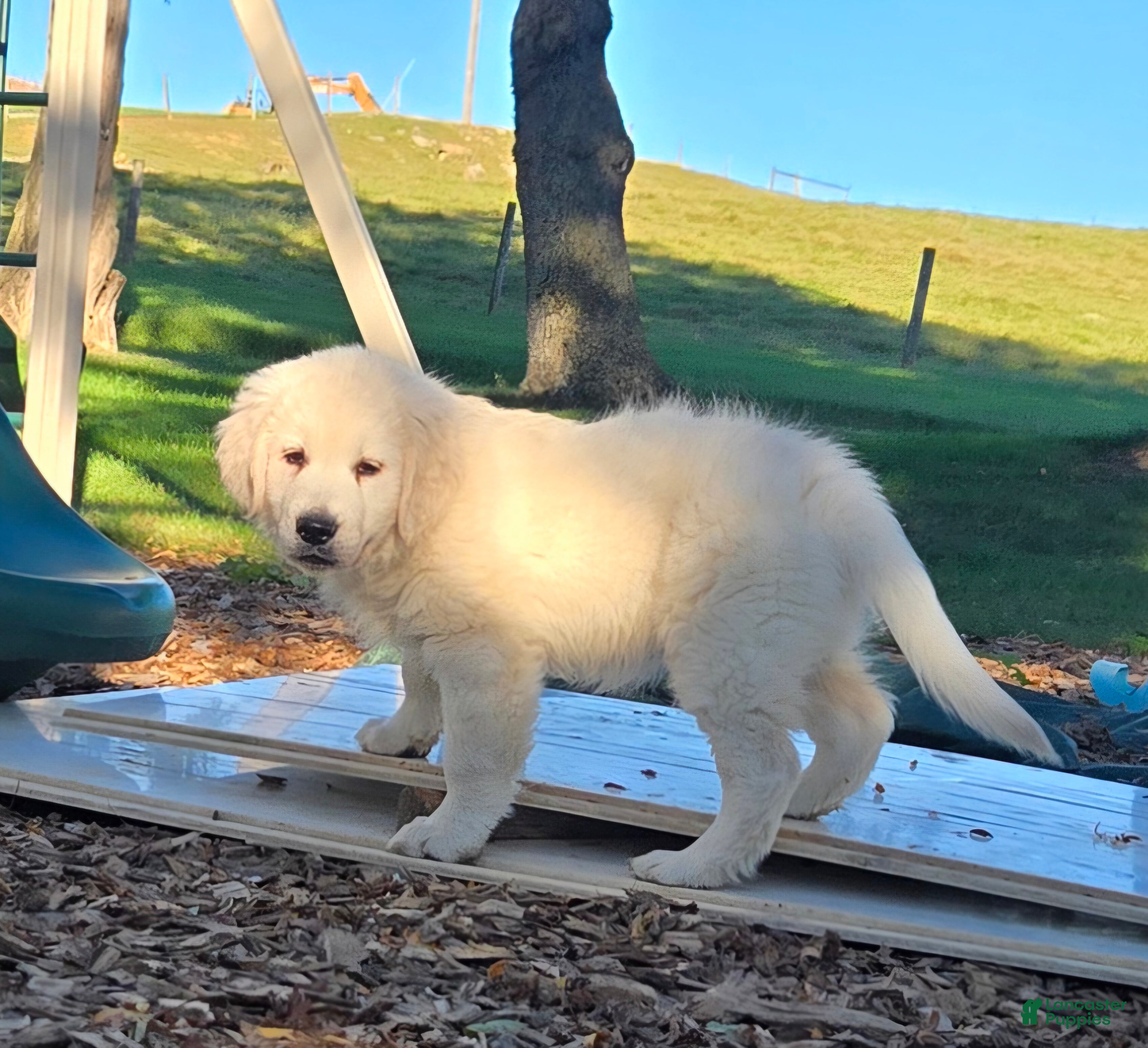Golden Retriever dogs Ford - Ad 2