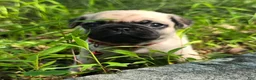 Pug dogs for sale: Moe - Ad 27