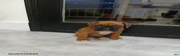Boxer dogs for sale: Max - Ad 4