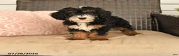 Miniature Poodle dogs for sale: Kody - Ad 1