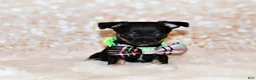 Chihuahua dogs for sale: Nero - Ad 5