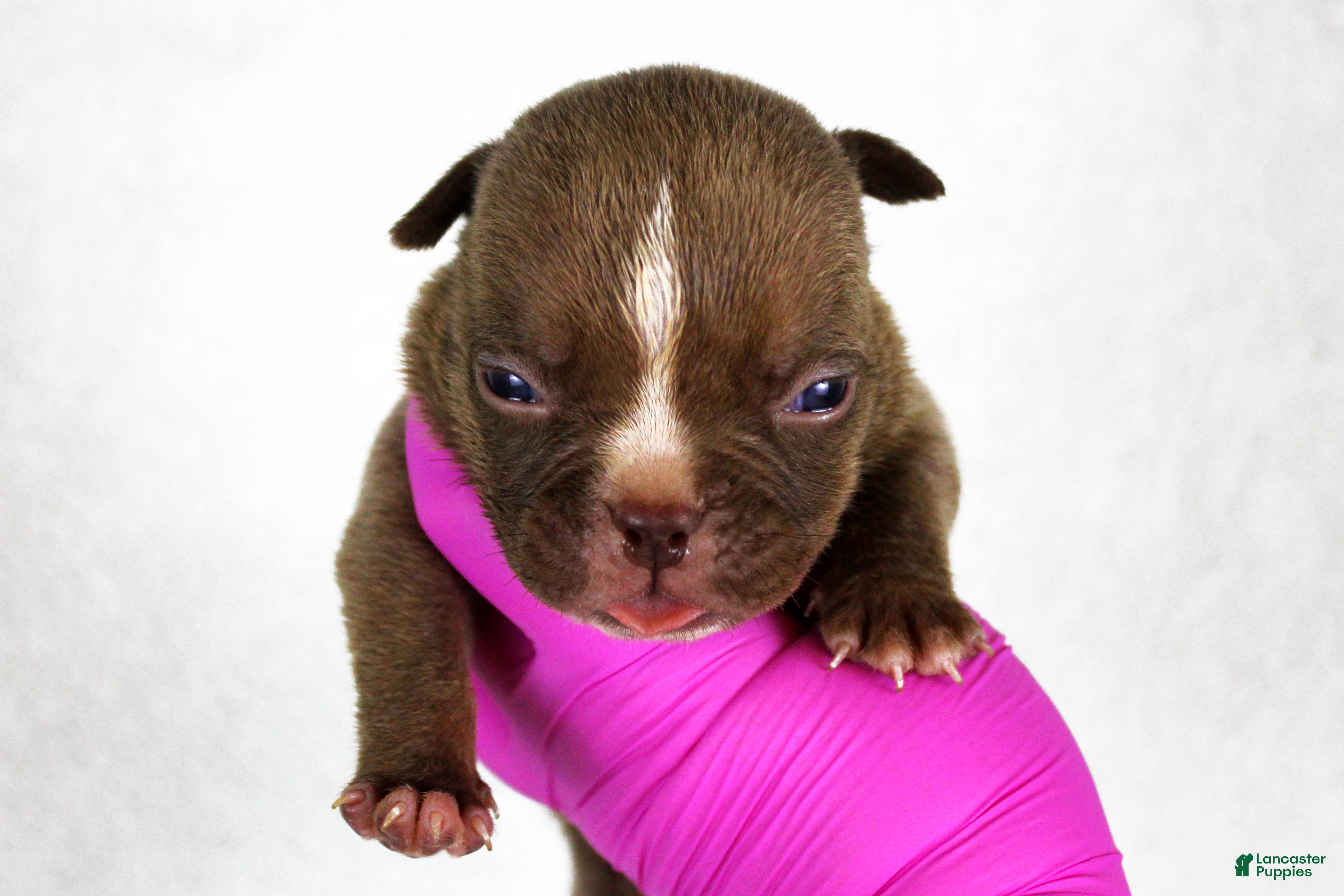 American Bully dogs Chocolate Male  - Ad 1