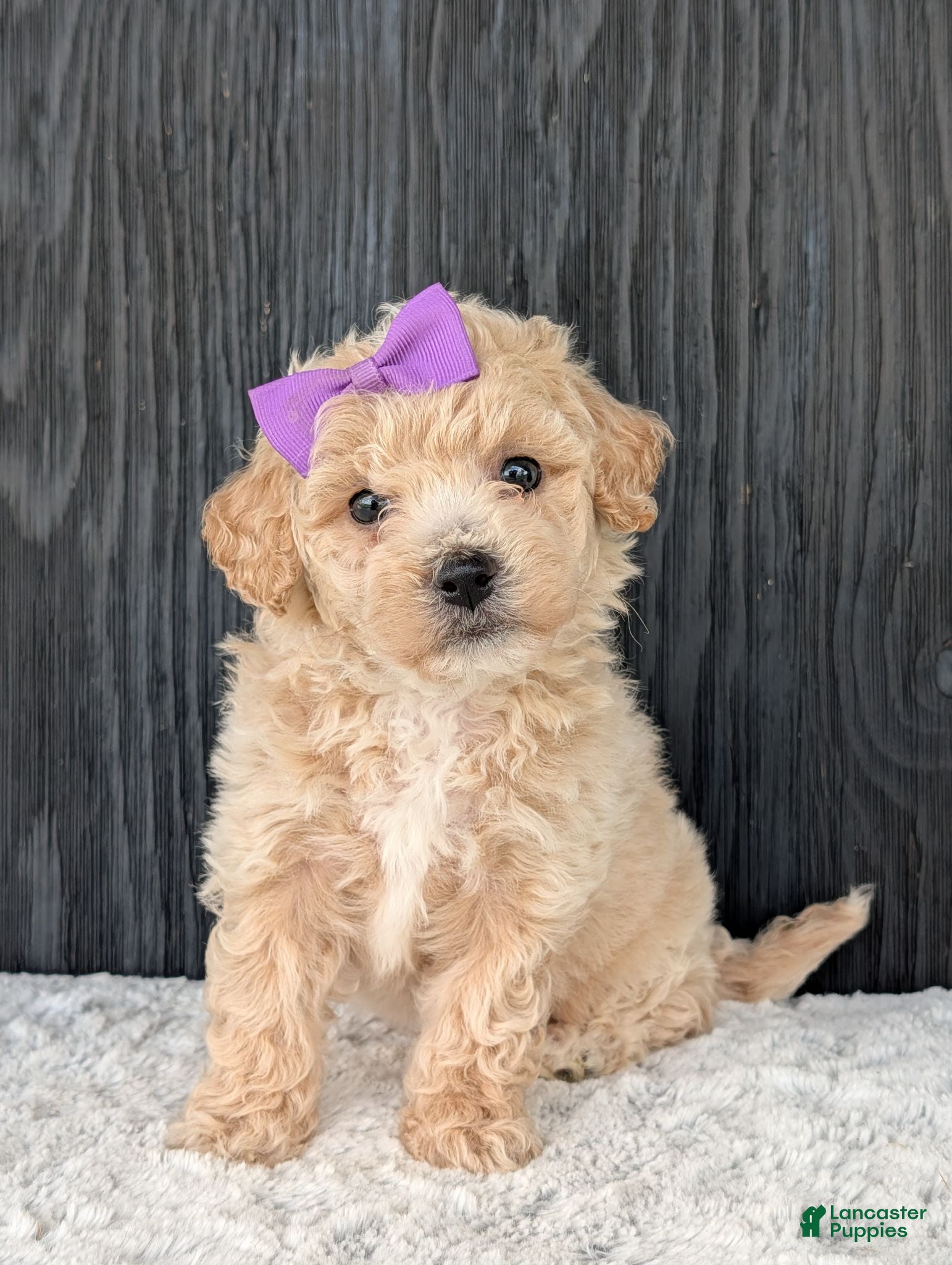 Bichpoo dogs for sale: Darla  - Ad 4