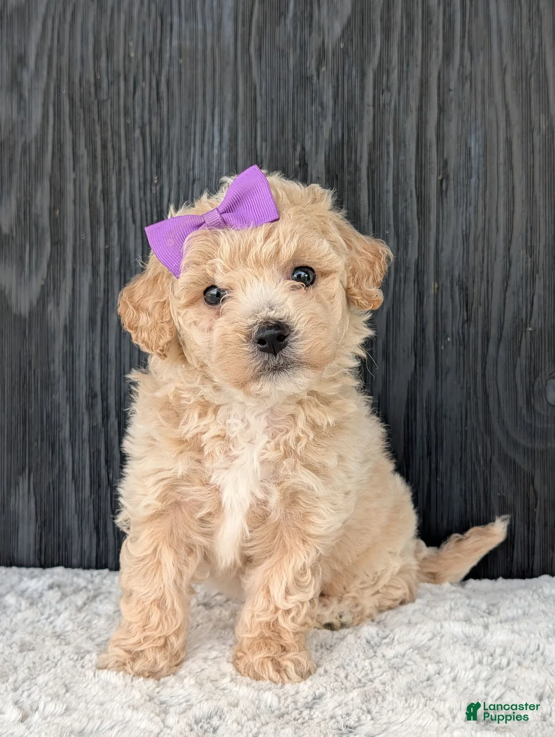 Bichpoo dogs for sale: Darla  - Ad 1