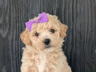 Bichpoo dogs for sale: Darla - Ad 4