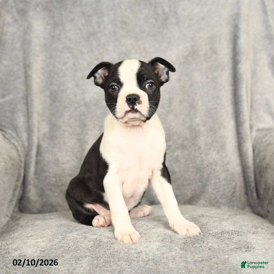 Boston Terrier dogs Blossom - Ad 23
