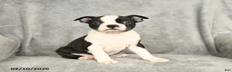 Boston Terrier dogs for sale: Blossom - Ad 1