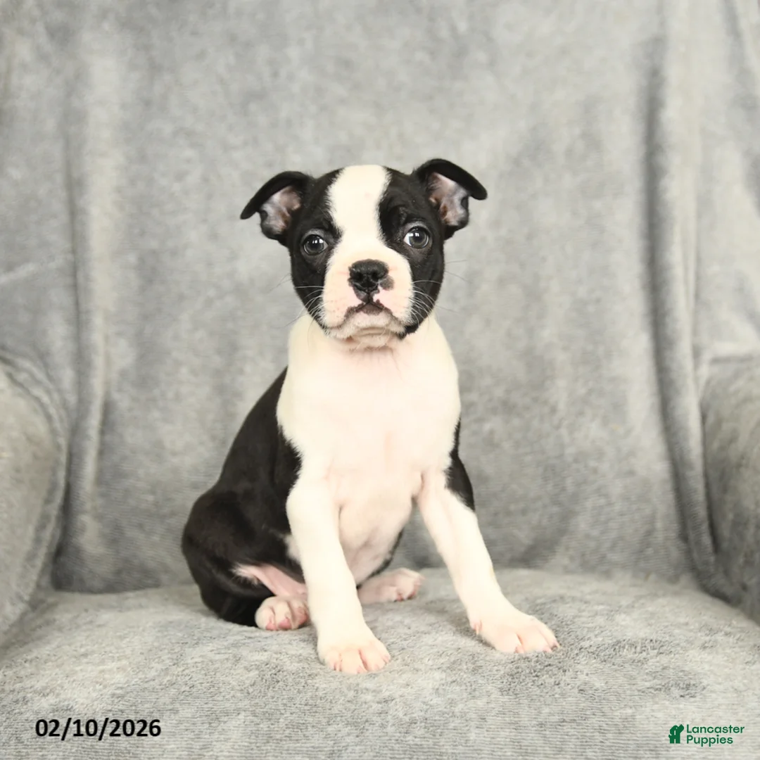 Boston Terrier dogs for sale: Blossom - Ad 1