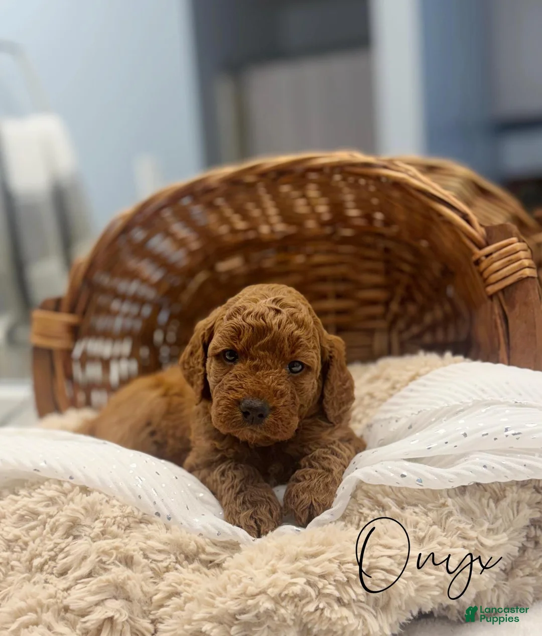 Mini Goldendoodle dogs for sale: Onyx - Ad 2