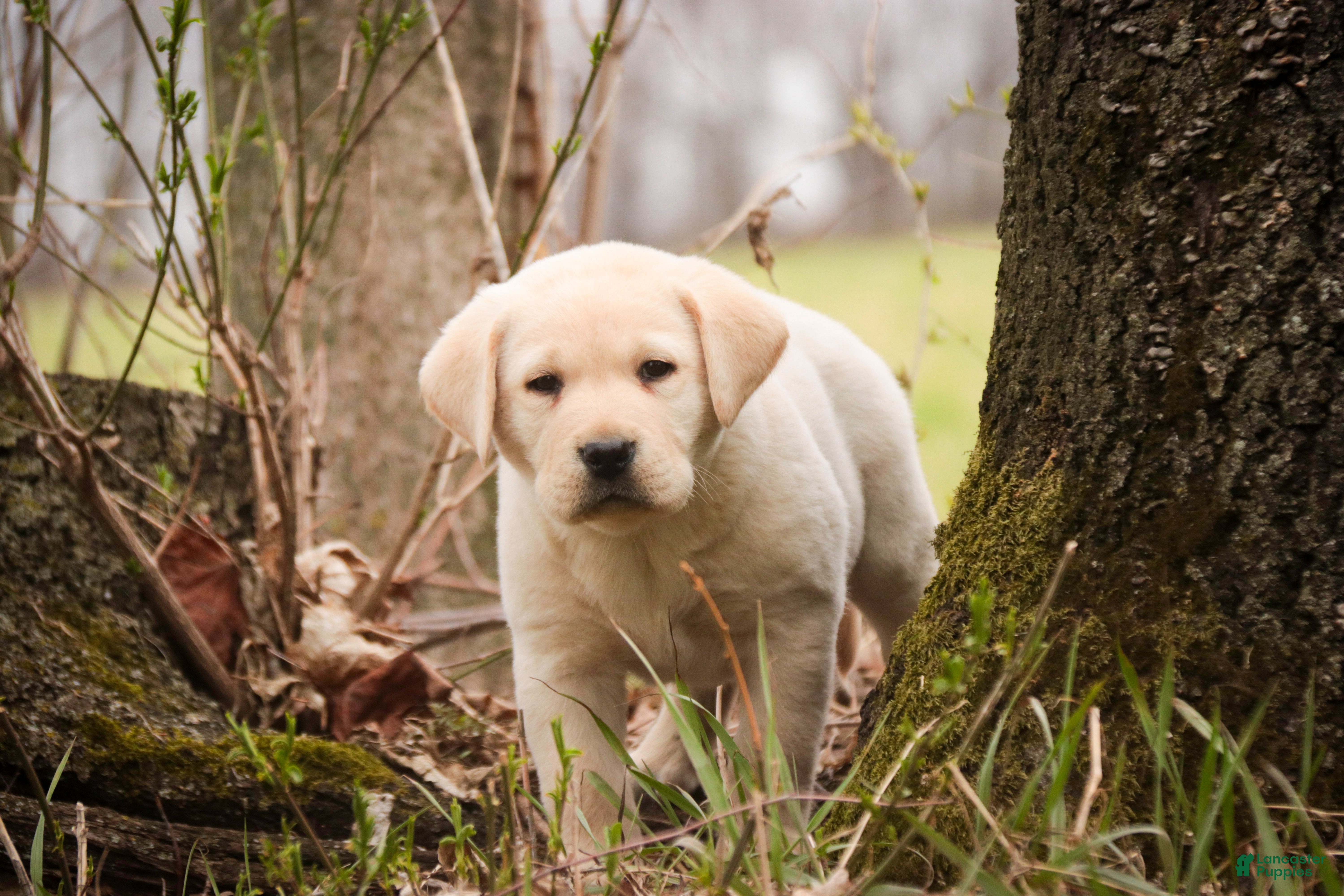 Labrador Retriever dogs Shiloh - Ad 1