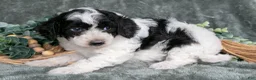 Miniature Poodle dogs for sale: Melanie - Ad 2