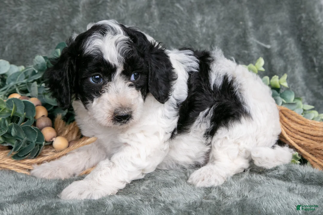 Miniature Poodle dogs for sale: Melanie - Ad 2