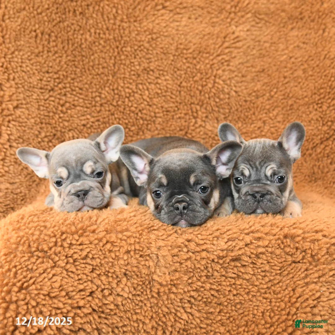 French Bulldog dogs for sale: Teddy - Ad 10