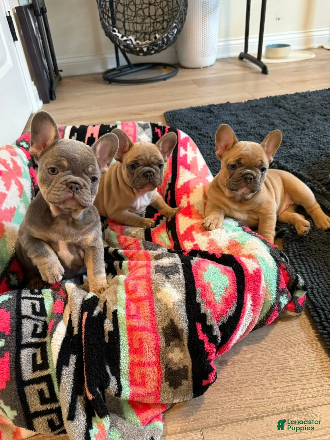 French Bulldog dogs for sale: French Bulldog Puppy 2 - Ad 1