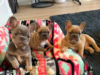 French Bulldog dogs French Bulldog Puppy 2 - Ad 33