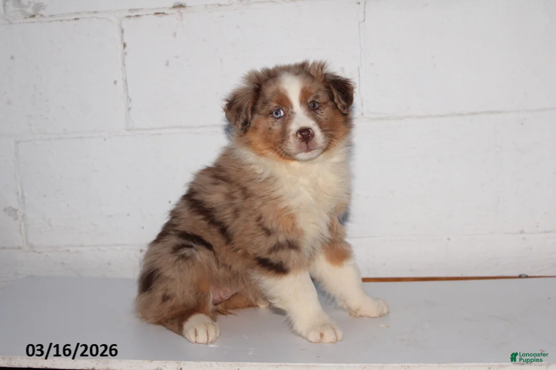 Australian Shepherd dogs for sale: Rosie - Ad 4