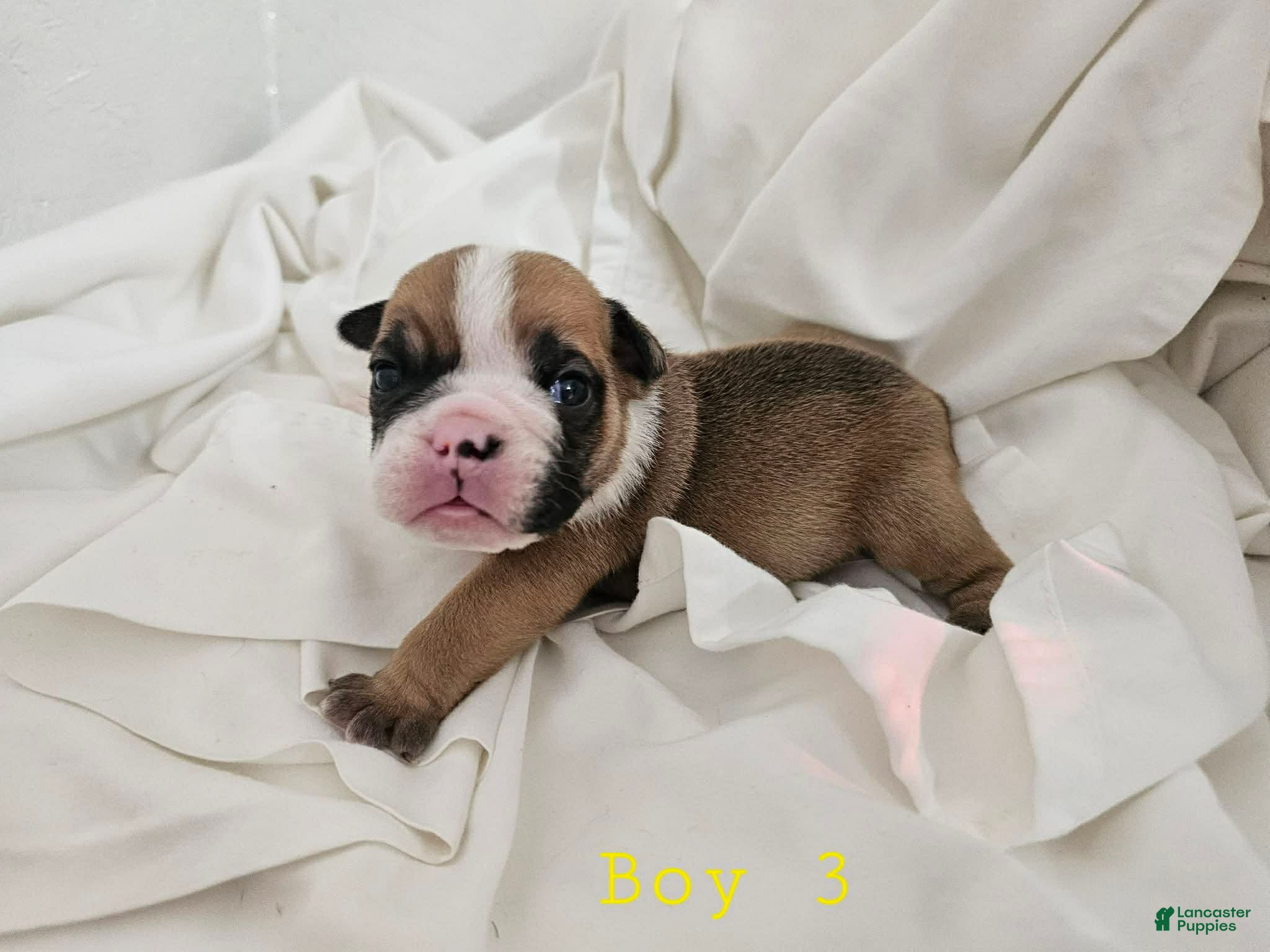 English Bulldog dogs English Bulldog Puppy 3 - Ad 5