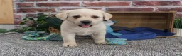 Labrador Retriever dogs for sale: Ranger - Ad 2