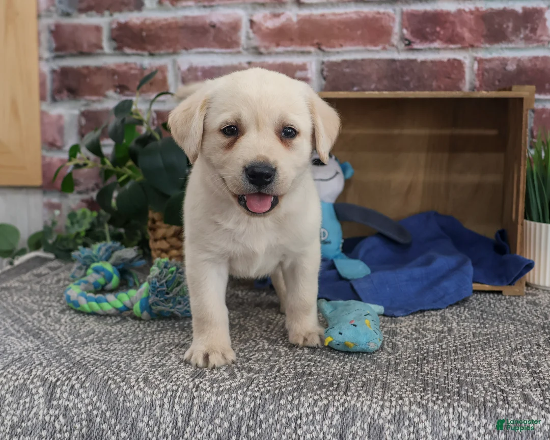 Labrador Retriever dogs for sale: Ranger - Ad 2
