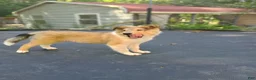 Collie dogs for sale: Teddy - Ad 3