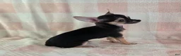 Chihuahua dogs for sale: June - Ad 9