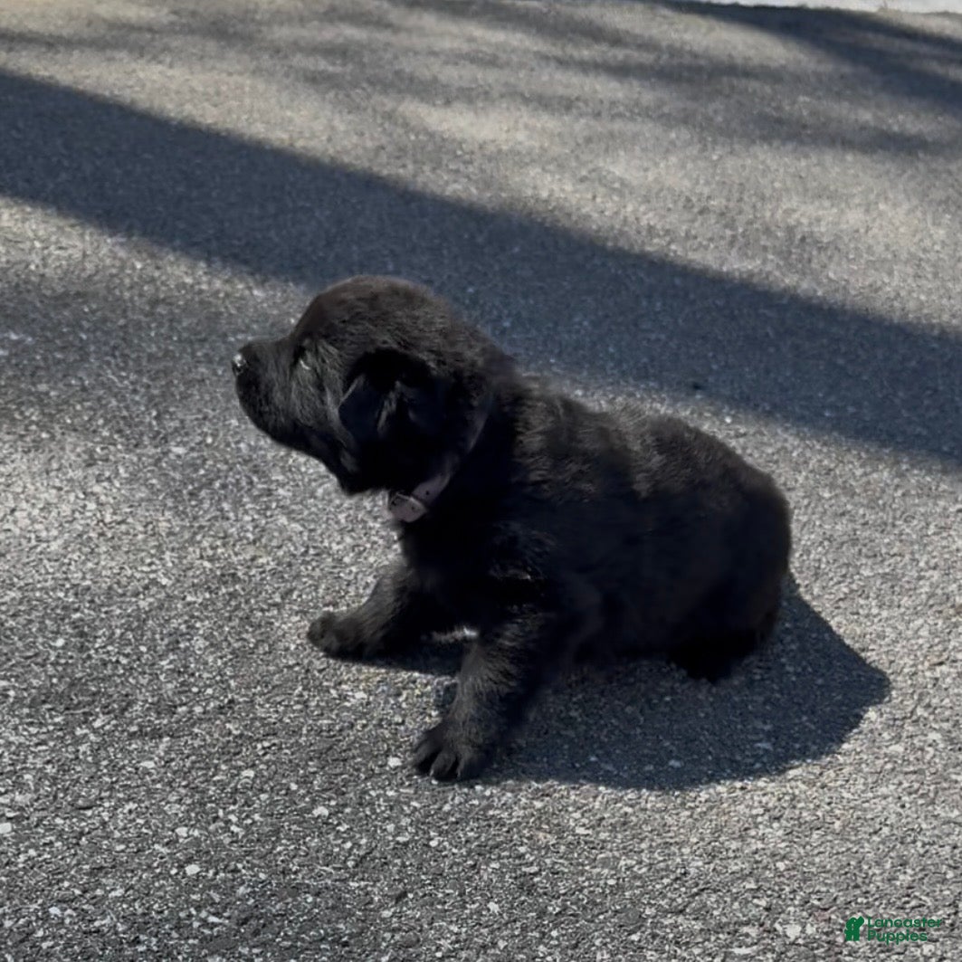 German Shepherd dogs TUECHA - Ad 1